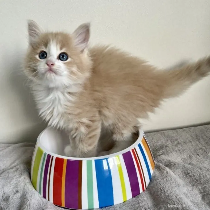 むーさん 様のお迎えした子猫