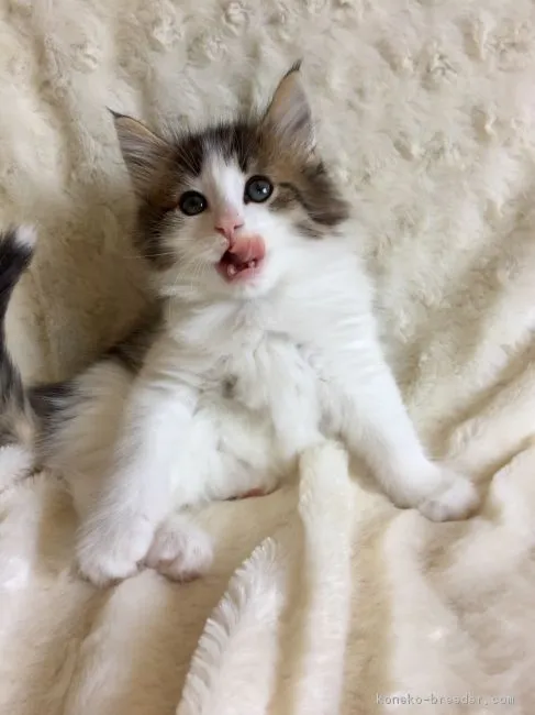 ID：1804-01473の子猫