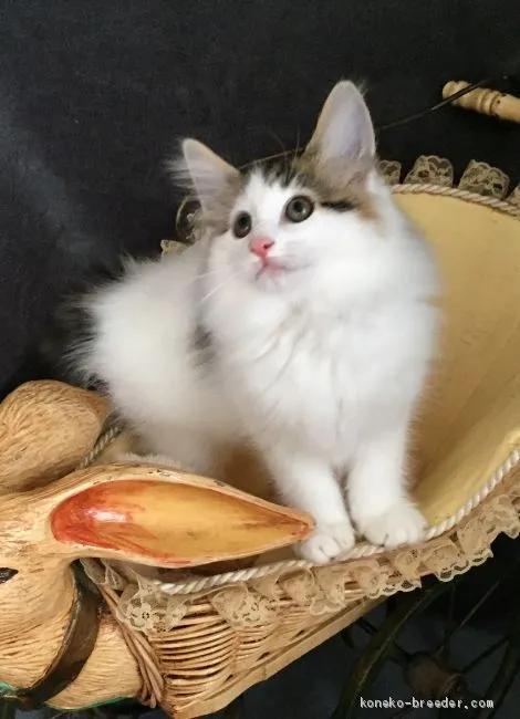 ID：2008-01866の子猫