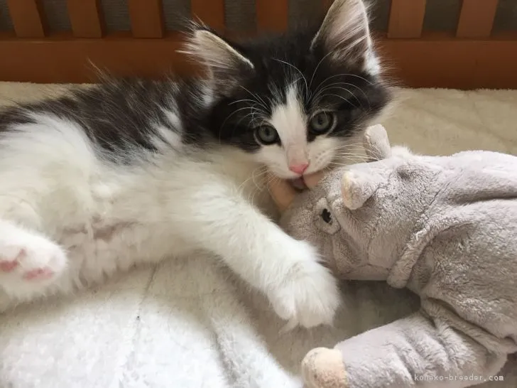 ID：1704-00878の子猫