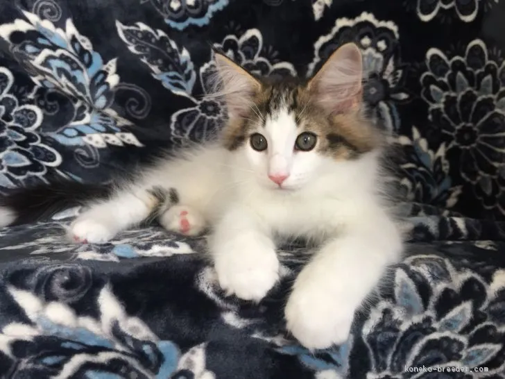 NY 様のお迎えした子猫
