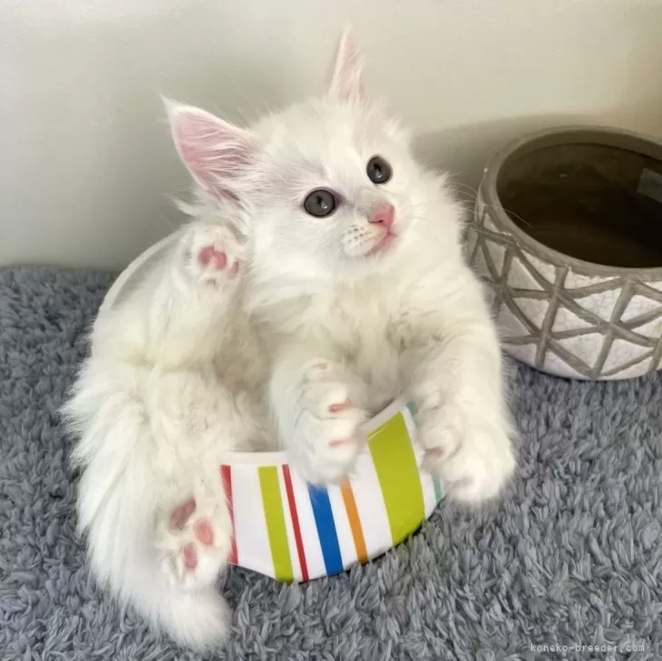 ID：2403-02950の子猫