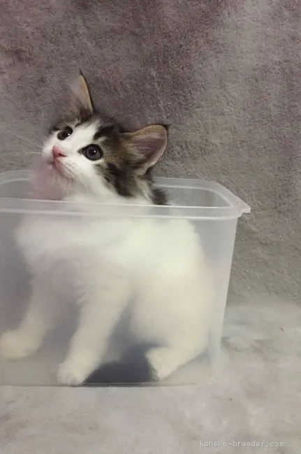 ギンジ 様のお迎えした子猫