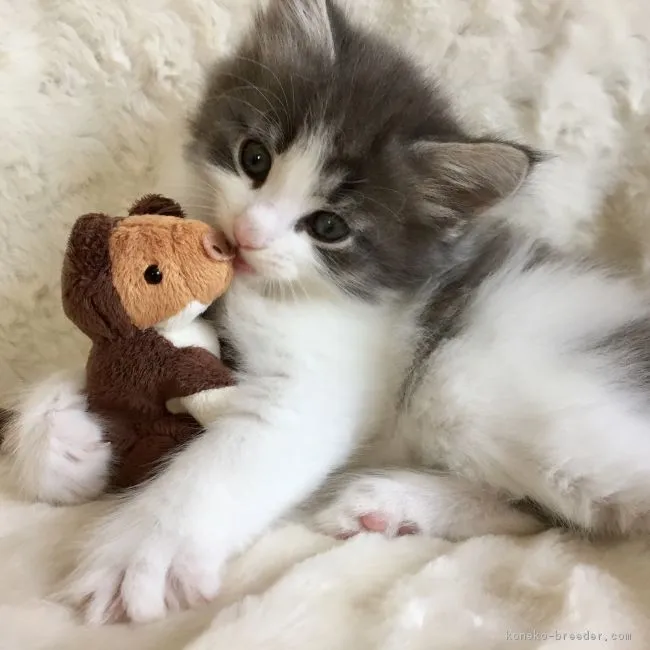 ID:1804-01472の子猫