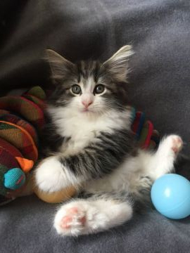 ノルウェージャンフォレストキャット【千葉県・女の子・2019年4月30日・ブラウンクラシックタビー&ホワイト】の写真「どんな美人さんになるかドキドキです」