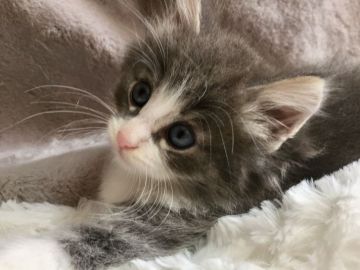 ノルウェージャンフォレストキャット【千葉県・男の子・2019年4月25日・ブルーマッカレルタビー&ホワイト】の写真「僕ちんは男の子でござる。」
