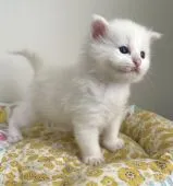 ノルウェージャンフォレストキャット【千葉県・女の子・2022年4月30日・ホワイト】の写真1