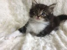 ノルウェージャンフォレストキャット【千葉県・女の子・2018年3月20日・ブラウンクラシックタビー&ホワイト】の写真3