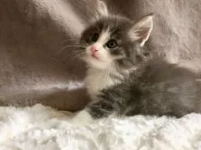 ノルウェージャンフォレストキャット【千葉県・男の子・2019年4月25日・ブルーマッカレルタビー&ホワイト】の写真3「会いに来てね。」