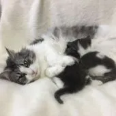 ノルウェージャンフォレストキャット【千葉県・男の子・2019年4月9日・ブルーマッカレルタビー&ホワイト】の写真4「オマルチンのお母さんときょうだいのミニーちゃん」