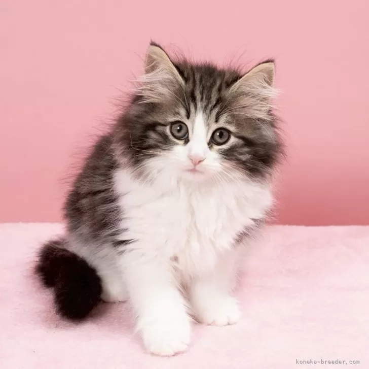 ID:2505-03386の子猫