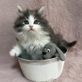 ノルウェージャンフォレストキャット