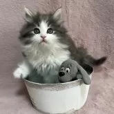 ノルウェージャンフォレストキャット