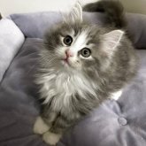 ノルウェージャンフォレストキャット