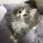 ノルウェージャンフォレストキャット