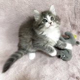 ノルウェージャンフォレストキャット
