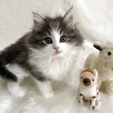 ノルウェージャンフォレストキャット