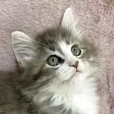 ノルウェージャンフォレストキャット