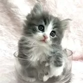 ノルウェージャンフォレストキャット
