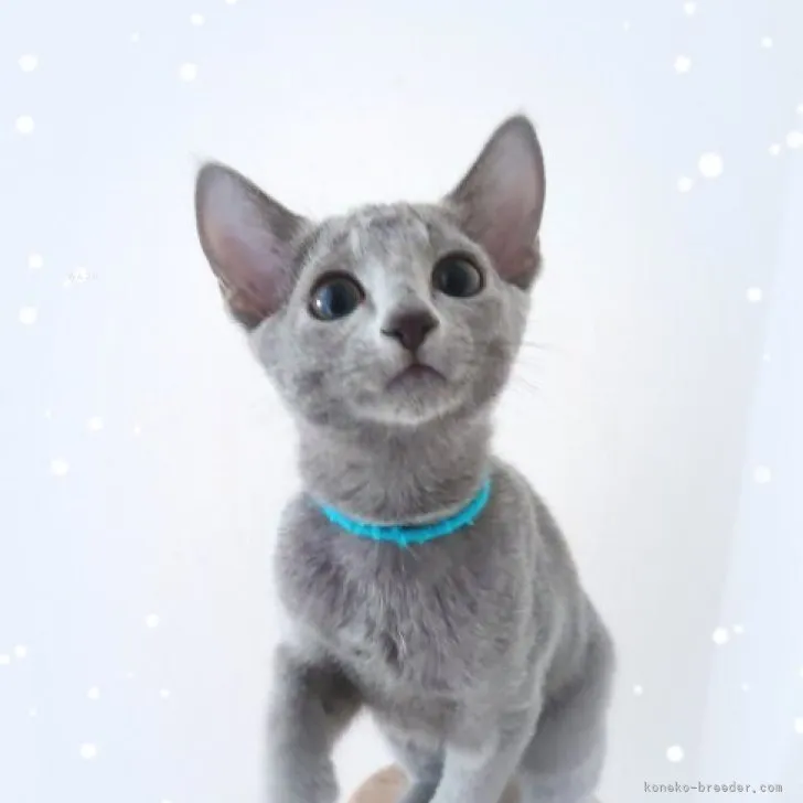 ID：2311-01480の子猫