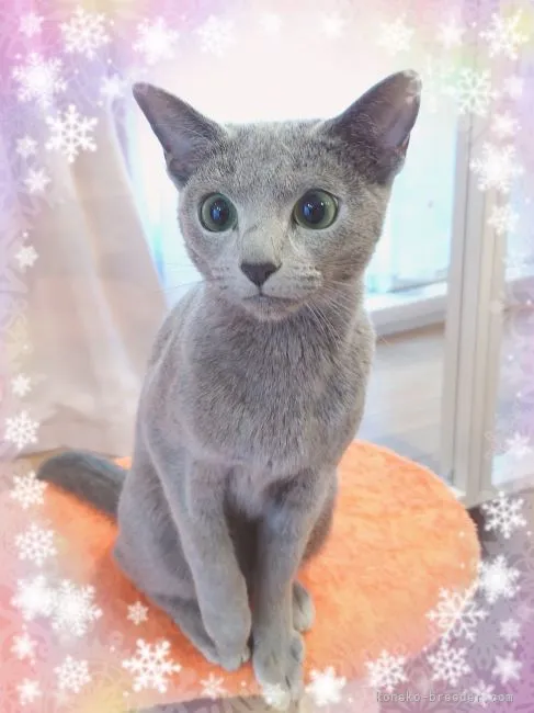 ID:2110-00690の子猫