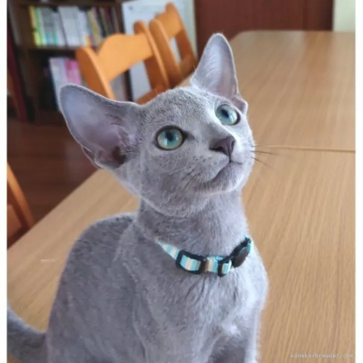 ID:2308-01590の子猫
