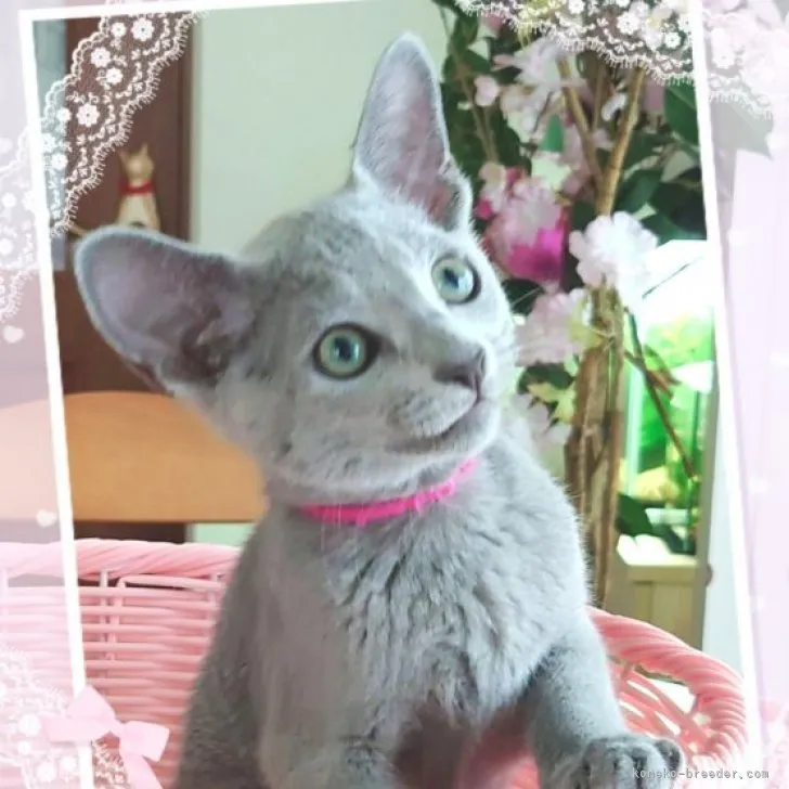 T.D 様のお迎えした子猫