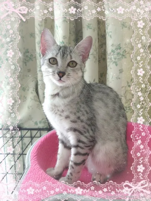 ID:2110-01333の子猫