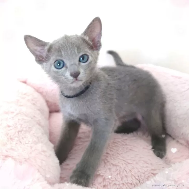 ID:2405-03362の子猫