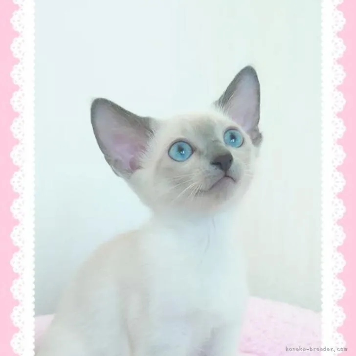 ID:2207-00980の子猫