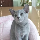 ロシアンブルー【滋賀県・女の子・2023年3月19日・ブルー】の写真1