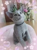 ロシアンブルー【滋賀県・女の子・2023年3月19日・ブルー】の写真2