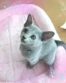 ロシアンブルー【滋賀県・女の子・2023年3月19日・ブルー】の写真5