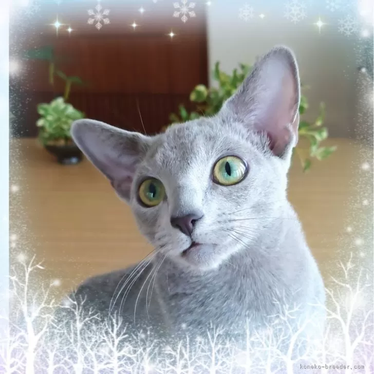 ID：2410-03404の子猫