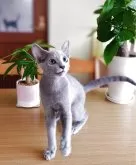 ロシアンブルー【滋賀県・男の子・2025年3月19日・ブルー】の写真3