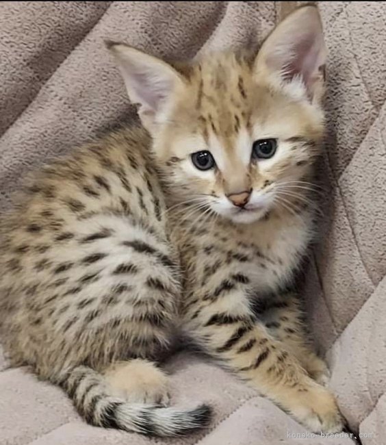 RUNAちゃんの子猫の時の写真です。｜石口　祐希(いしぐち　ゆうき)ブリーダー(愛知県・サバンナキャットなど・TICA/AJC/ARBC登録)の紹介写真5