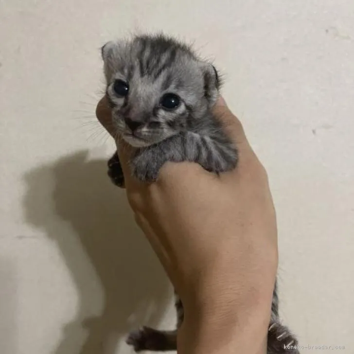 ID：2208-03168の子猫