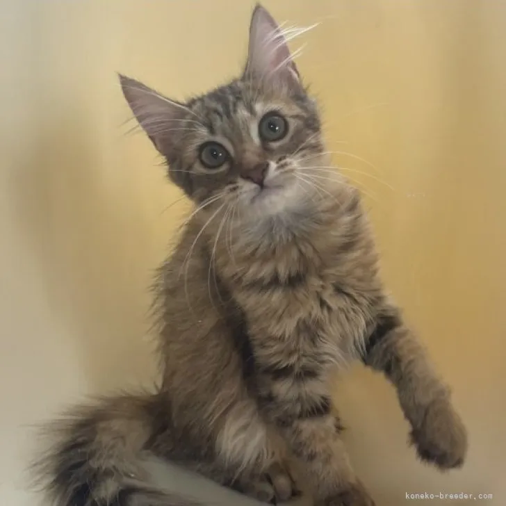 ID:2306-02190の子猫