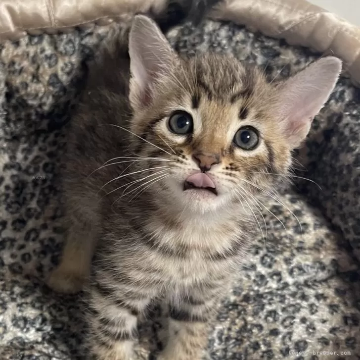 ID:2404-02882の子猫