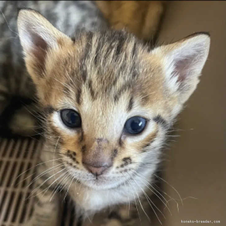 ID：2304-02417の子猫