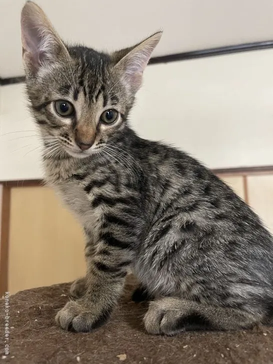 ID:2103-01152の子猫
