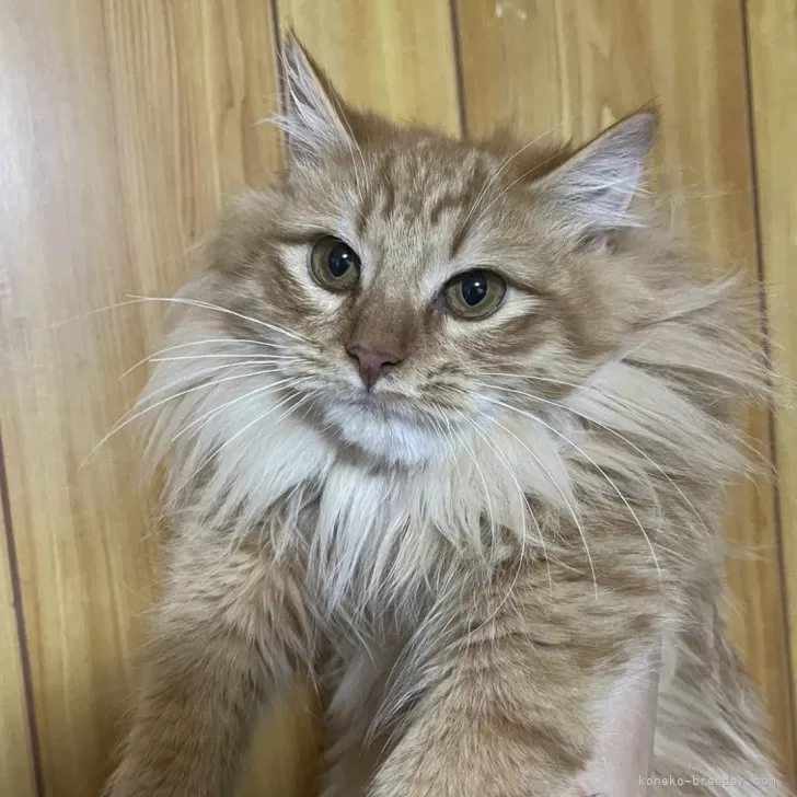 ID：2306-03177の子猫