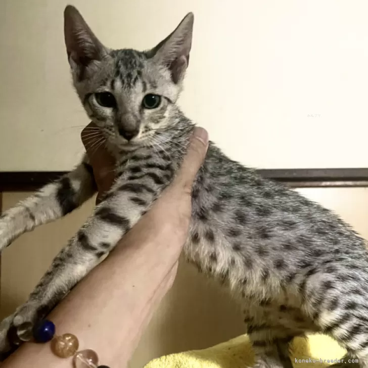 ID:2405-01378の子猫