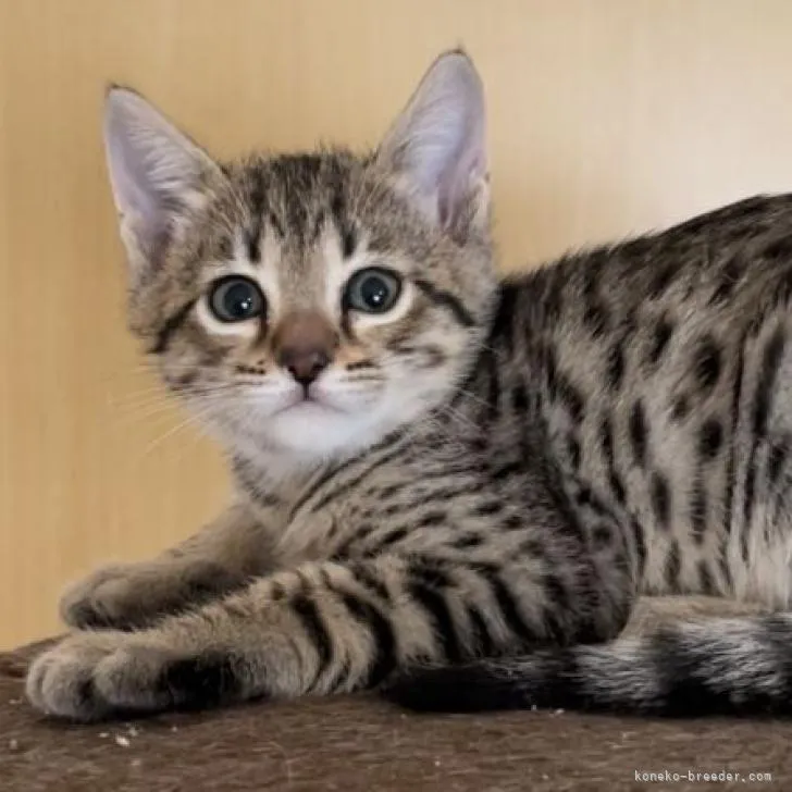 ID：2212-02259の子猫