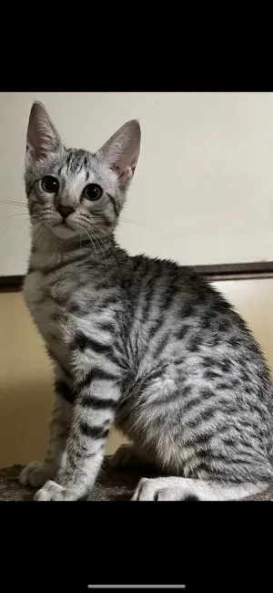 ID:2203-01096の子猫