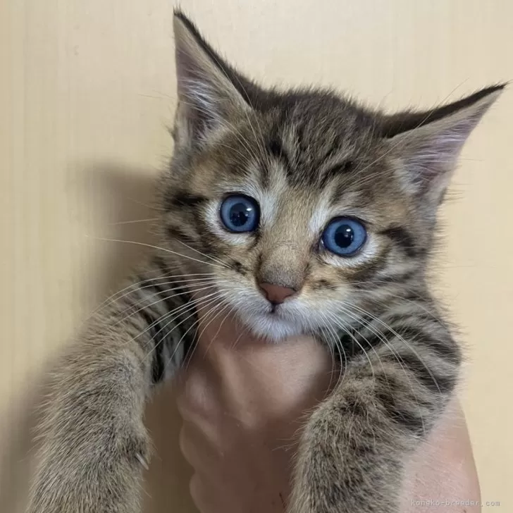 ID:2412-00708の子猫