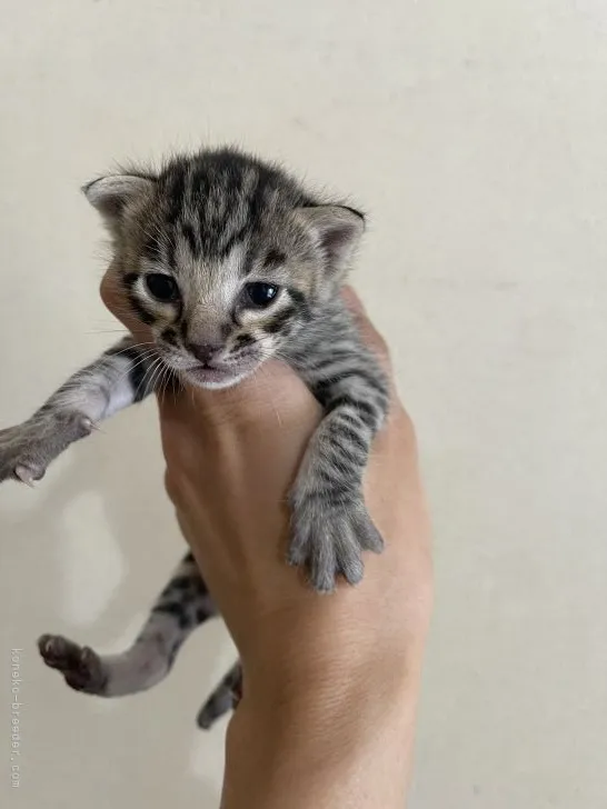 R.M 様のお迎えした子猫