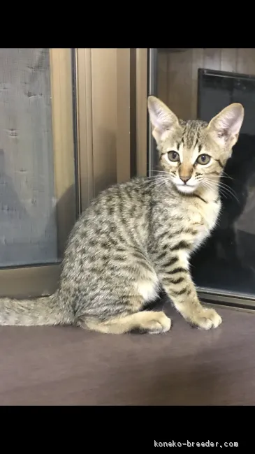ID:1909-01196の子猫
