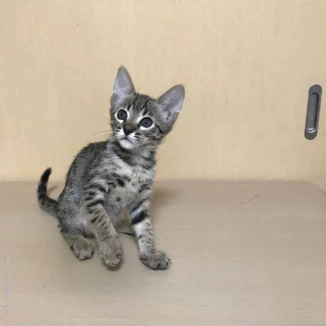 ID：2005-01057の子猫