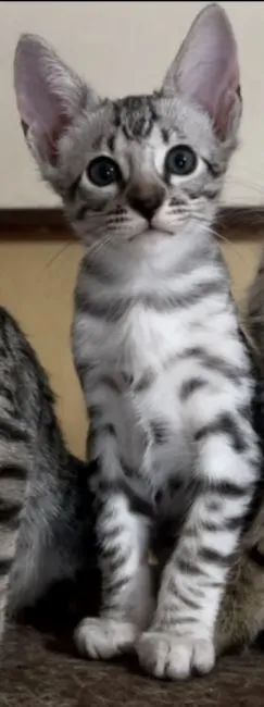 ID:2109-00310の子猫